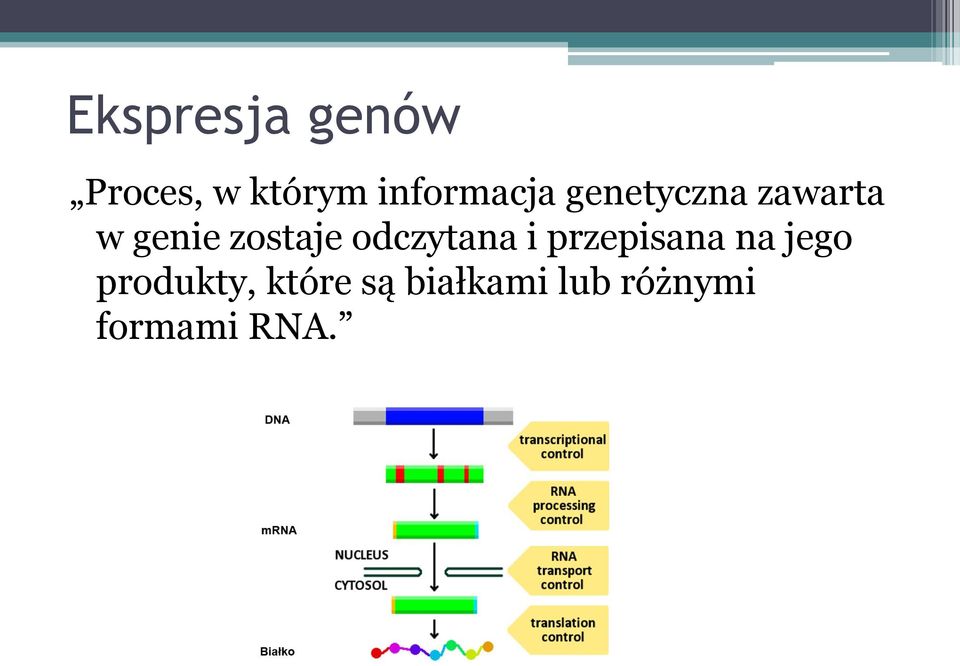 zostaje odczytana i przepisana na jego