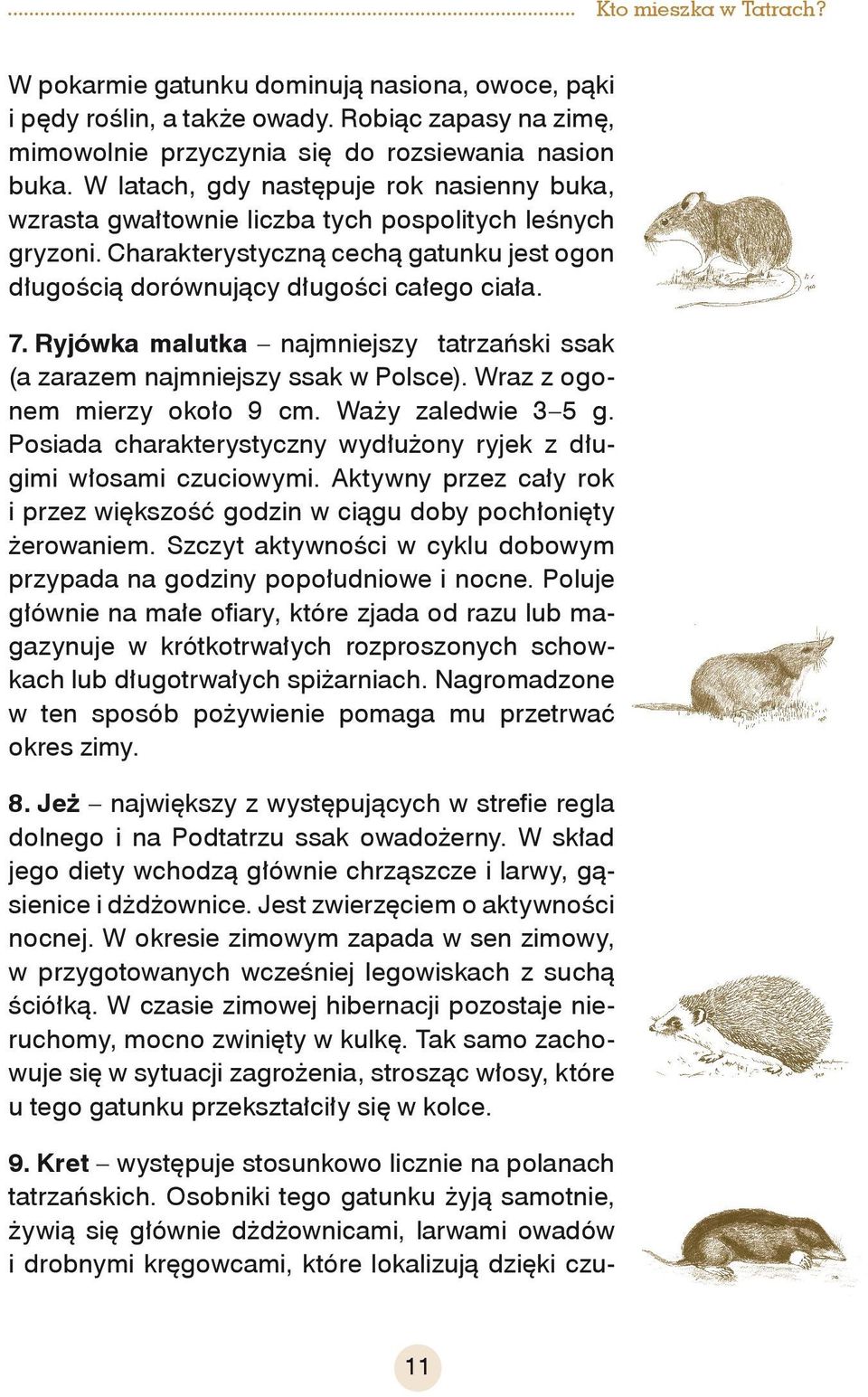 Ryjówka malutka najmniejszy tatrzański ssak (a zarazem najmniejszy ssak w Polsce). Wraz z ogonem mierzy około 9 cm. Waży zaledwie 3 5 g.