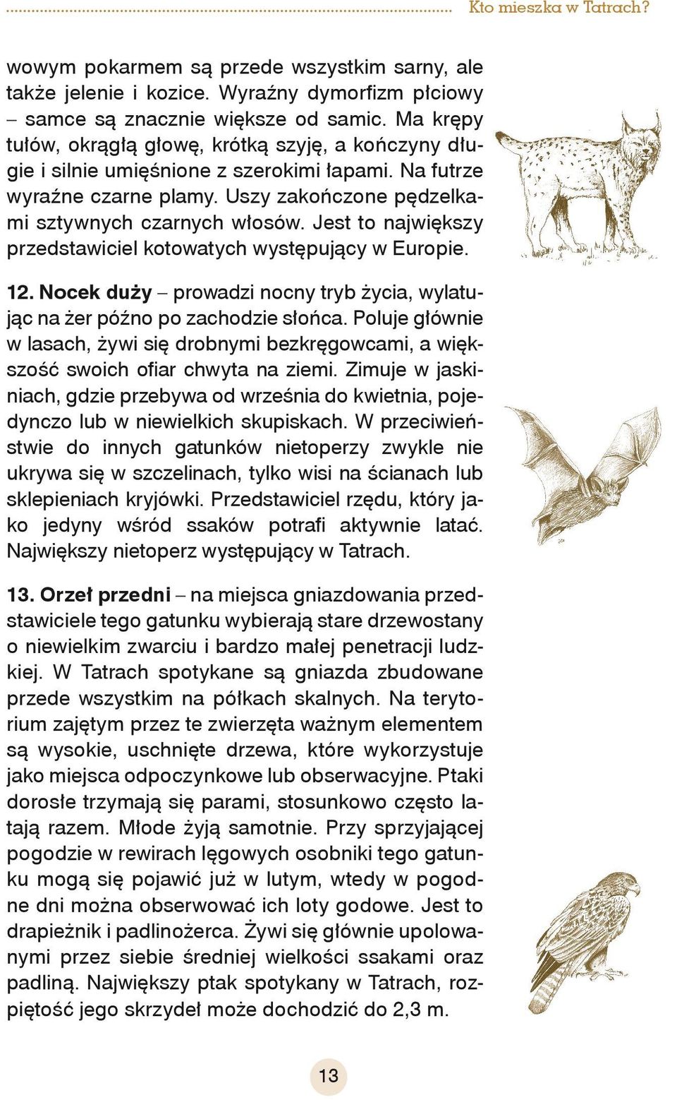 Jest to największy przedstawiciel kotowatych występujący w Europie. 12. Nocek duży prowadzi nocny tryb życia, wylatując na żer późno po zachodzie słońca.