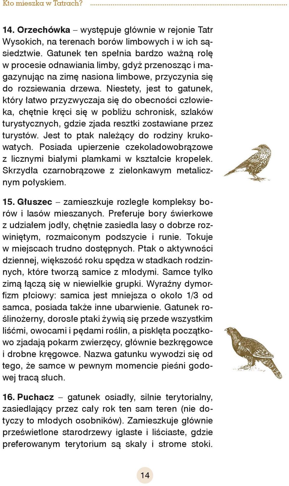 Niestety, jest to gatunek, który łatwo przyzwyczaja się do obecności człowieka, chętnie kręci się w pobliżu schronisk, szlaków turystycznych, gdzie zjada resztki zostawiane przez turystów.