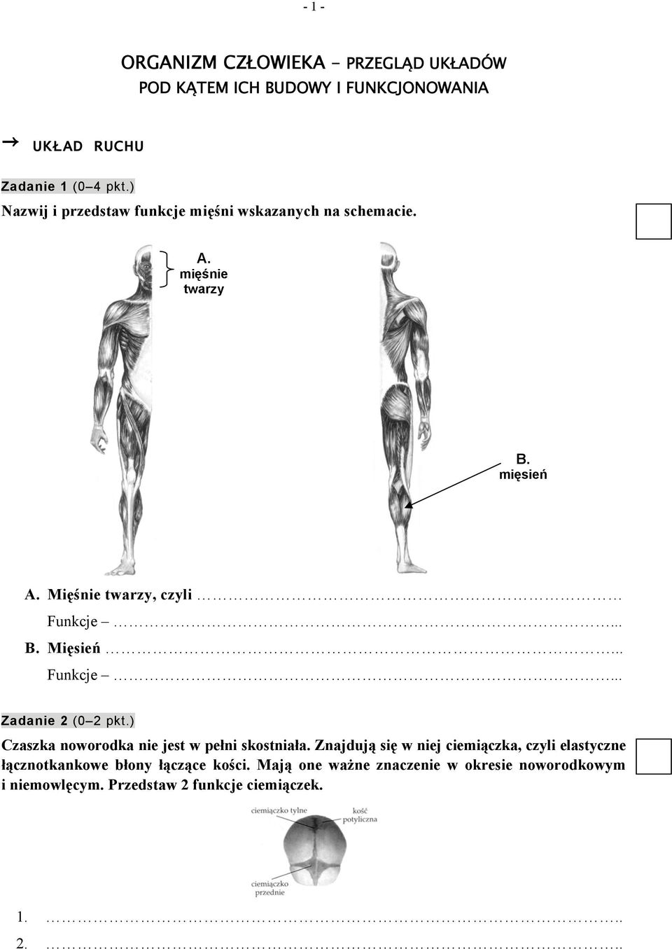 .. Funkcje... Zadanie (0 pkt.) Czaszka noworodka nie jest w pełni skostniała.