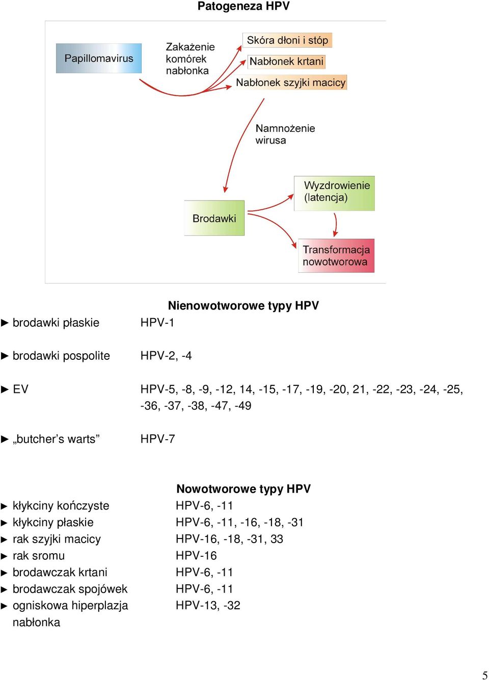 kłykciny kończyste HPV-6, -11 kłykciny płaskie HPV-6, -11, -16, -18, -31 rak szyjki macicy HPV-16, -18, -31, 33 rak