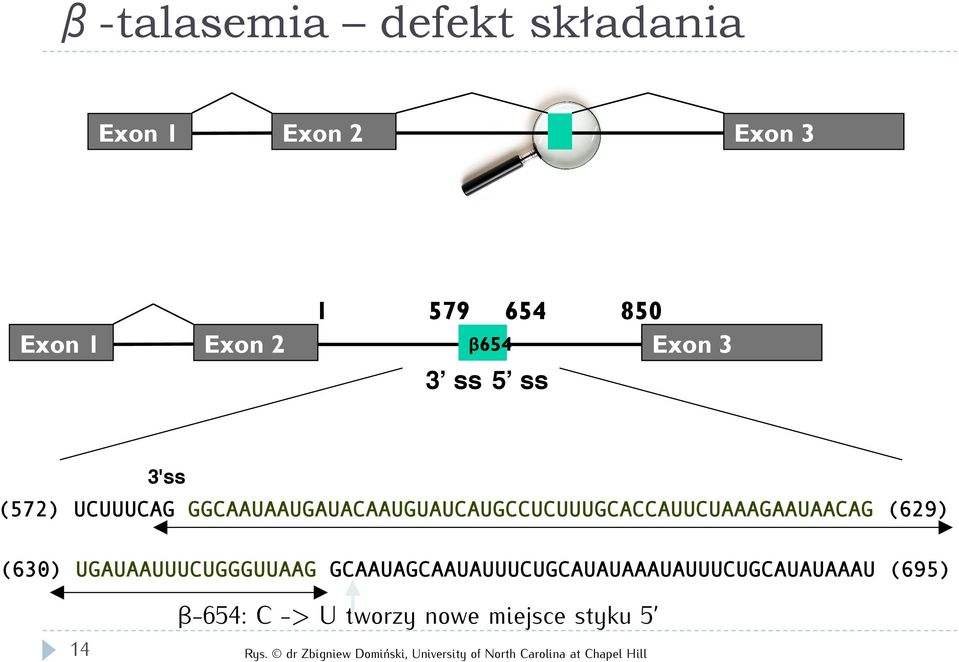 (630) UGAUAAUUUCUGGGUUAAG GCAAUAGCAAUAUUUCUGCAUAUAAAUAUUUCUGCAUAUAAAU (695) 14 β-654: C -> U