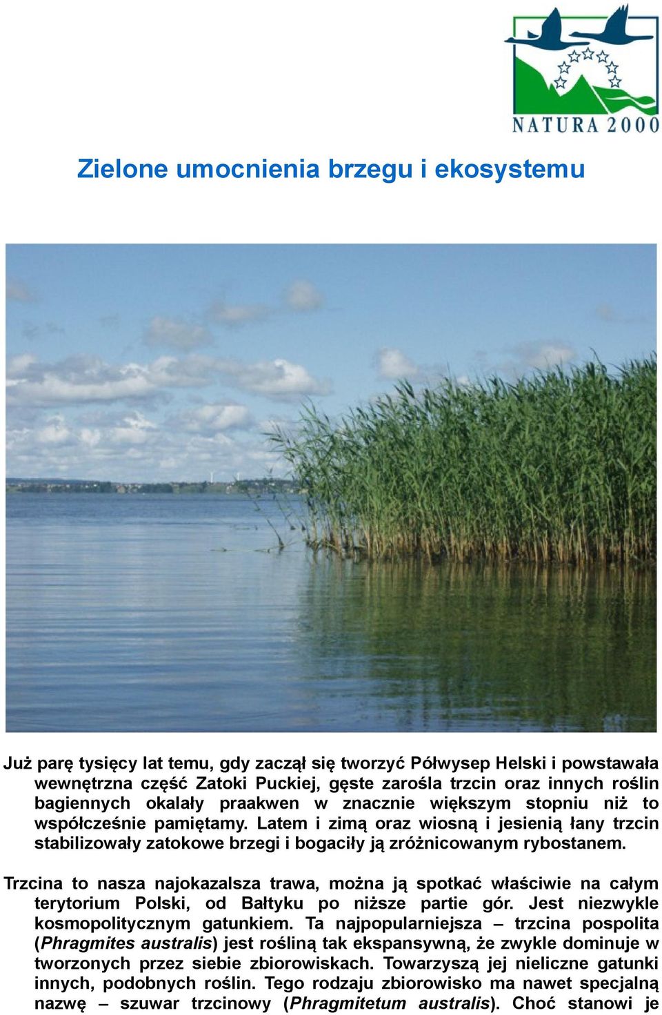 Latem i zimą oraz wiosną i jesienią łany trzcin stabilizowały zatokowe brzegi i bogaciły ją zróżnicowanym rybostanem.