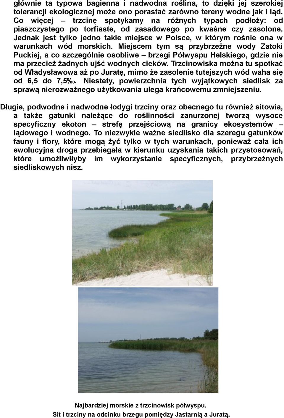 Jednak jest tylko jedno takie miejsce w Polsce, w którym rośnie ona w warunkach wód morskich.