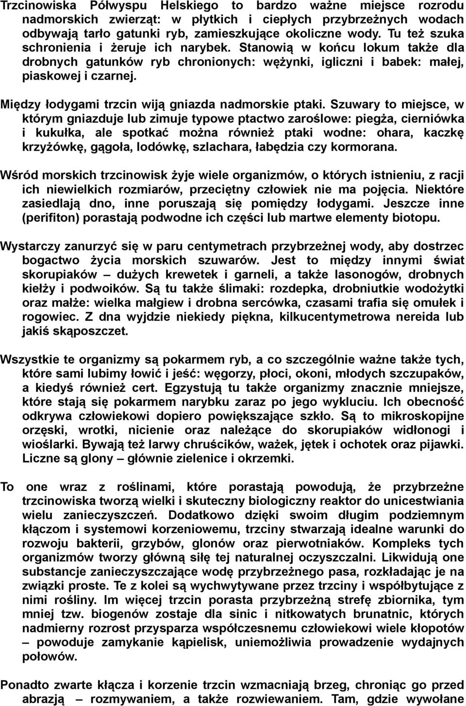 Między łodygami trzcin wiją gniazda nadmorskie ptaki.