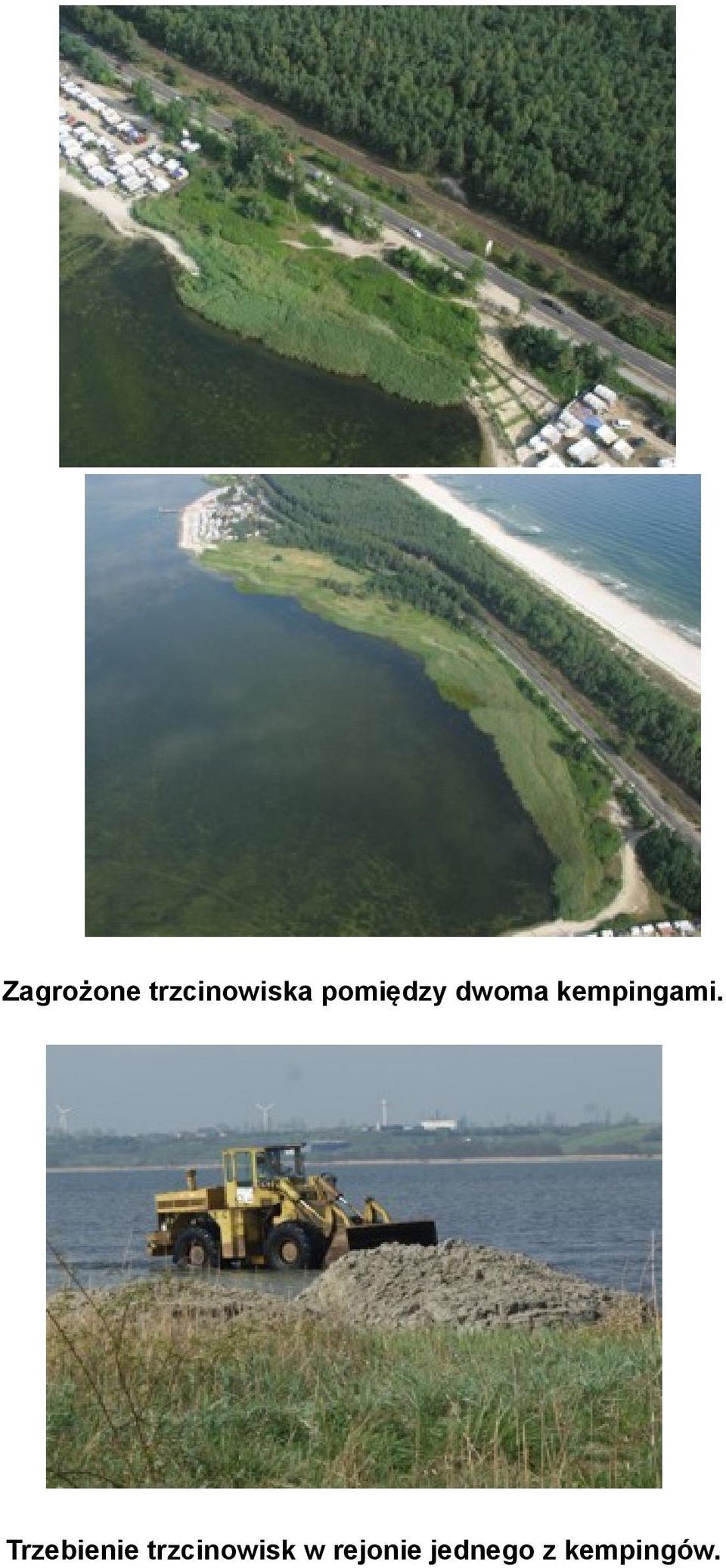 Trzebienie trzcinowisk w