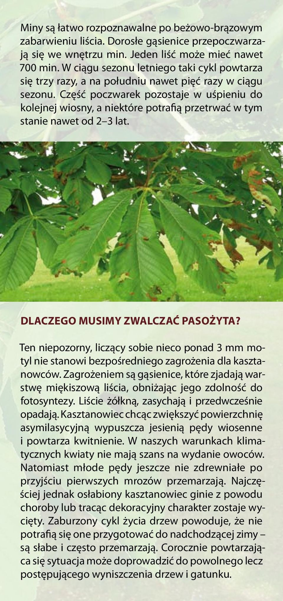 Część poczwarek pozostaje w uśpieniu do kolejnej wiosny, a niektóre potrafią przetrwać w tym stanie nawet od 2 3 lat. DLACZEGO MUSIMY ZWALCZAĆ PASOŻYTA?