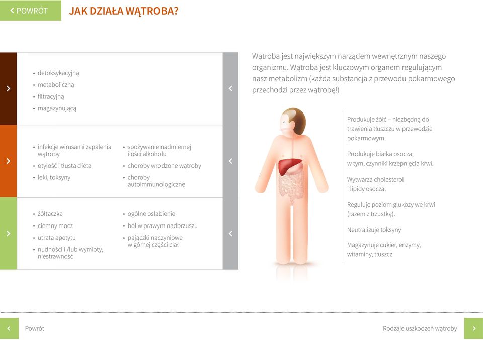 ) Najczęstsze przyczyny chorób wątroby Objawy towarzyszące chorobom wątroby wątroba Produkuje żółć niezbędną do trawienia tłuszczu w przewodzie pokarmowym.