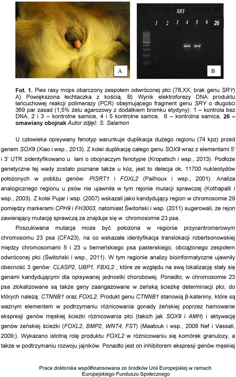 2 i 3 kontrolne samice, 4 i 5 kontrolne samce, 6 kontrolna samica, 26 omawiany obojnak Autor zdjęć: S.