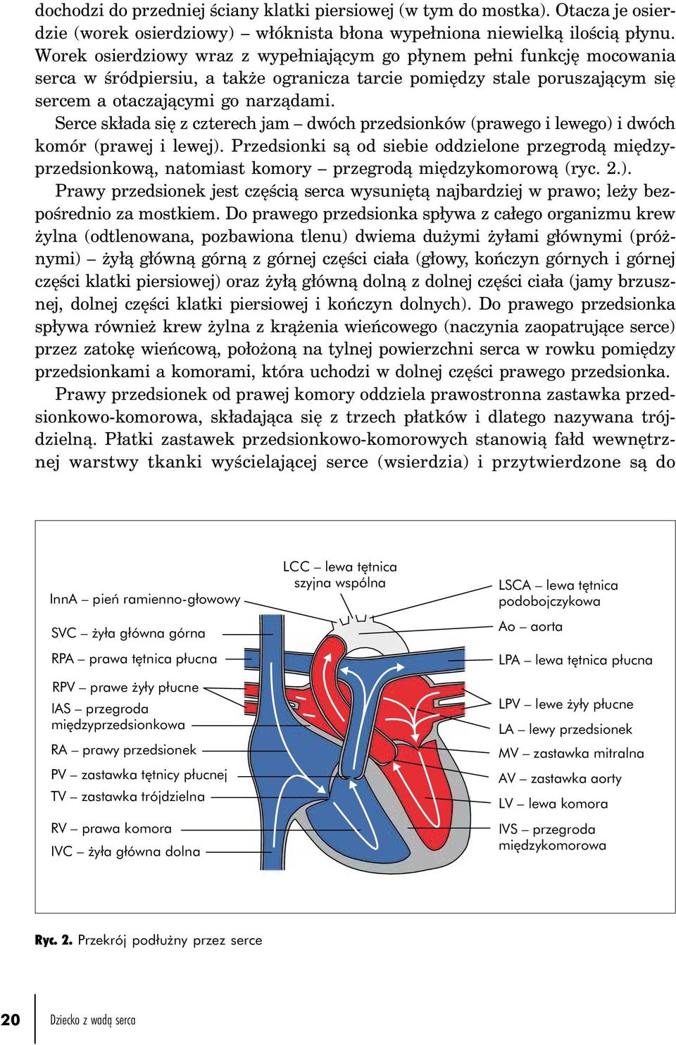 Serce składa się z czterech jam dwóch przedsionków (prawego i lewego) i dwóch komór (prawej i lewej).