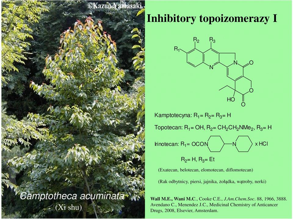 odbytnicy, piersi, jajnika, żołądka, wątroby, nerki) amptotheca acuminata (Xi shu) Wall M.E., Wani M.., ooke.e., J.