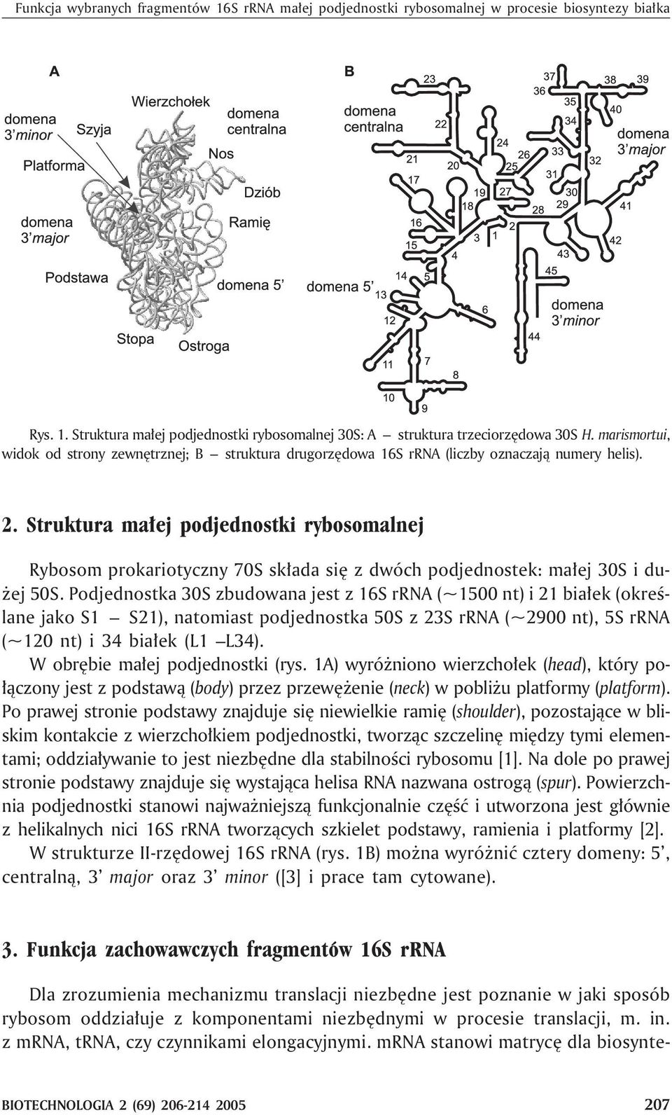 Struktura ma³ej podjednostki rybosomalnej Rybosom prokariotyczny 70S sk³ada siê z dwóch podjednostek: ma³ej 30S i du- ej 50S.