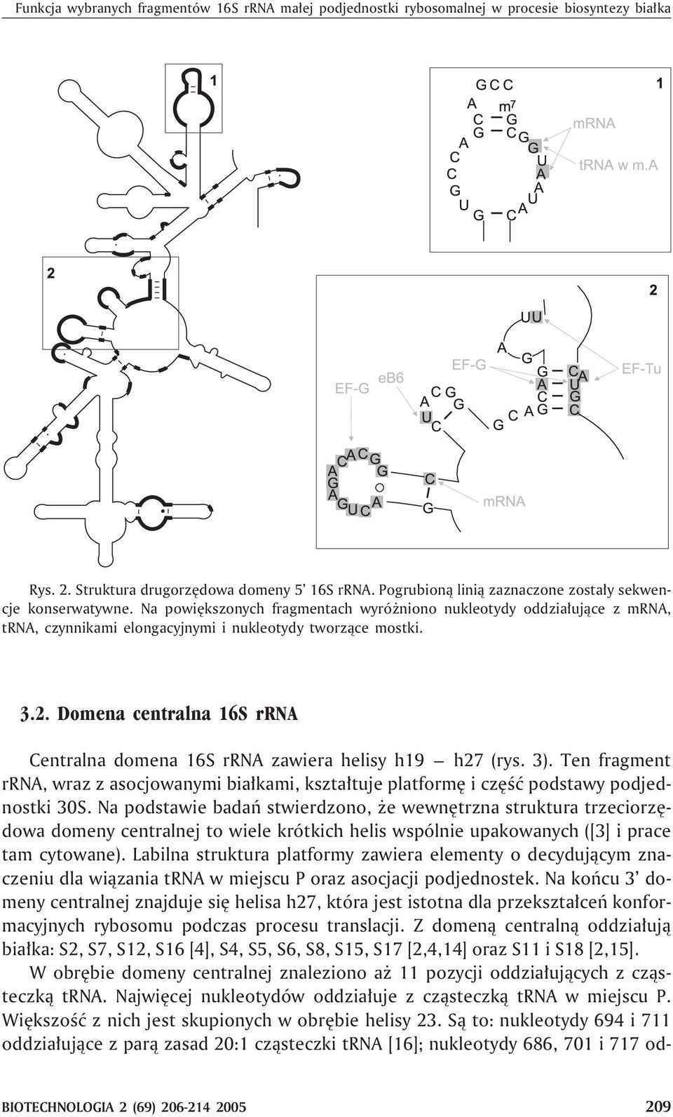 Domena centralna 16S rrna Centralna domena 16S rrna zawiera helisy h19 h27 (rys. 3). Ten fragment rrna, wraz z asocjowanymi bia³kami, kszta³tuje platformê i czêœæ podstawy podjednostki 30S.