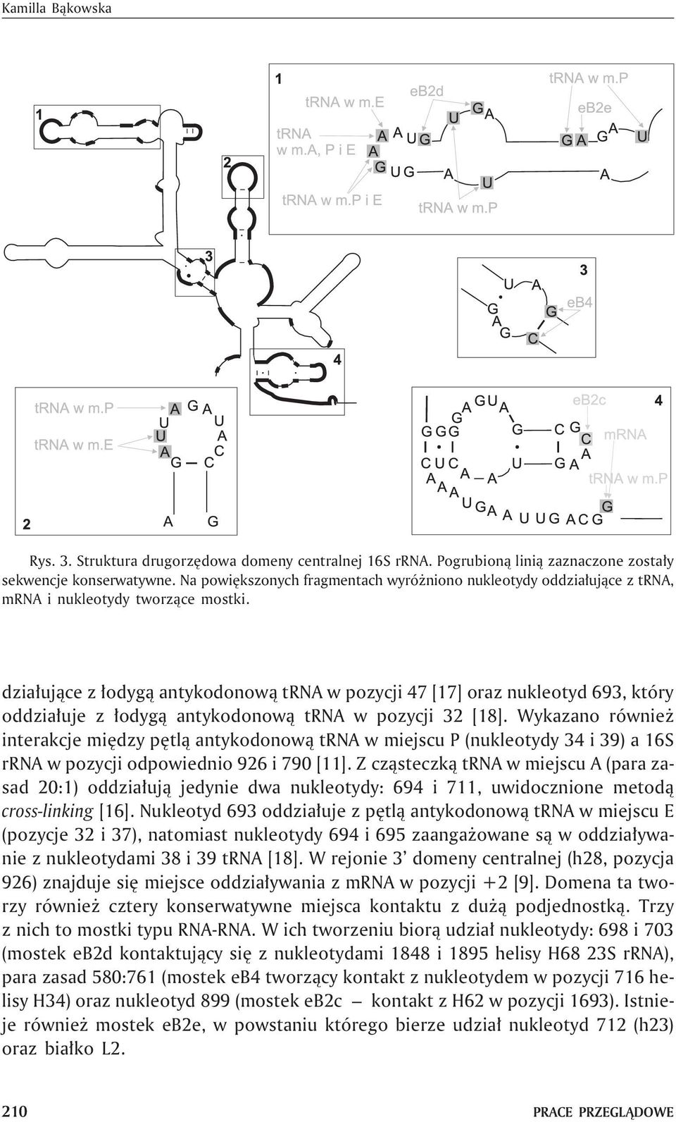 dzia³uj¹ce z ³odyg¹ antykodonow¹ trna w pozycji 47 [17] oraz nukleotyd 693, który oddzia³uje z ³odyg¹ antykodonow¹ trna w pozycji 32 [18].