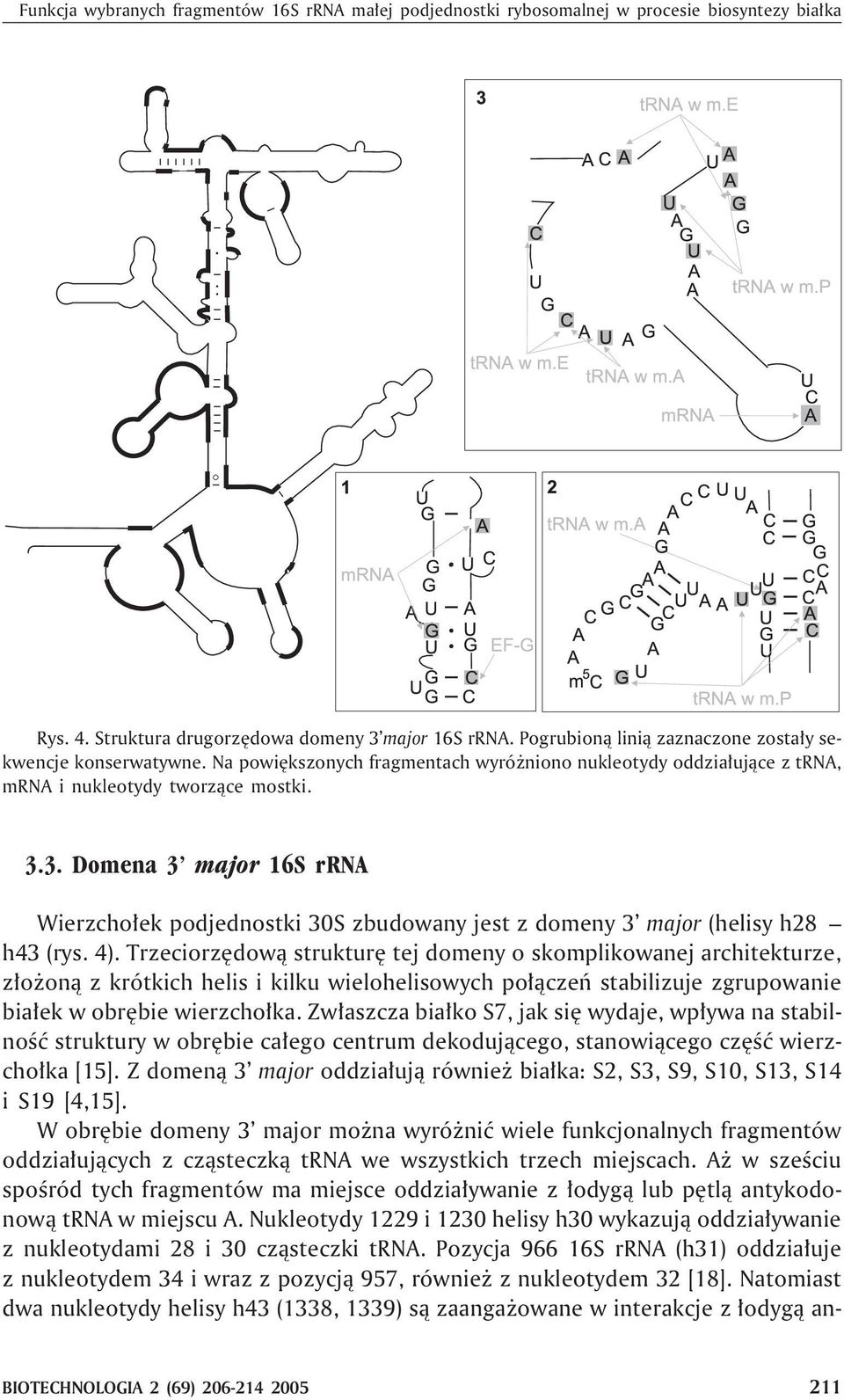 3. Domena 3 major 16S rrna Wierzcho³ek podjednostki 30S zbudowany jest z domeny 3 major (helisy h28 h43 (rys. 4).
