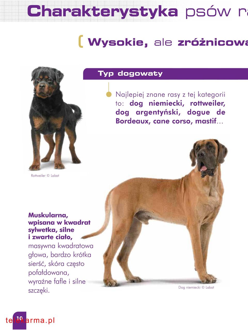 Rottweiler Labat Muskularna, wpisana w kwadrat sylwetka, silne i zwarte cia o, masywna kwadratowa