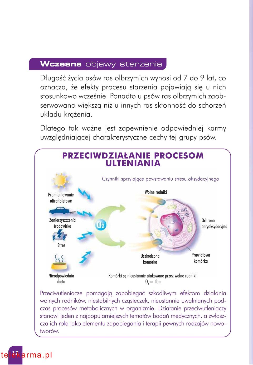 Dlatego tak wa ne jest zapewnienie odpowiedniej karmy uwzgl dniajàcej charakterystyczne cechy tej grupy psów.