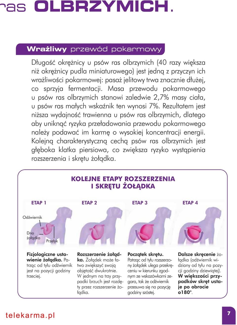 ej, co sprzyja fermentacji. Masa przewodu pokarmowego u psów ras olbrzymich stanowi zaledwie 2,7% masy cia a, u psów ras ma ych wskaênik ten wynosi 7%.