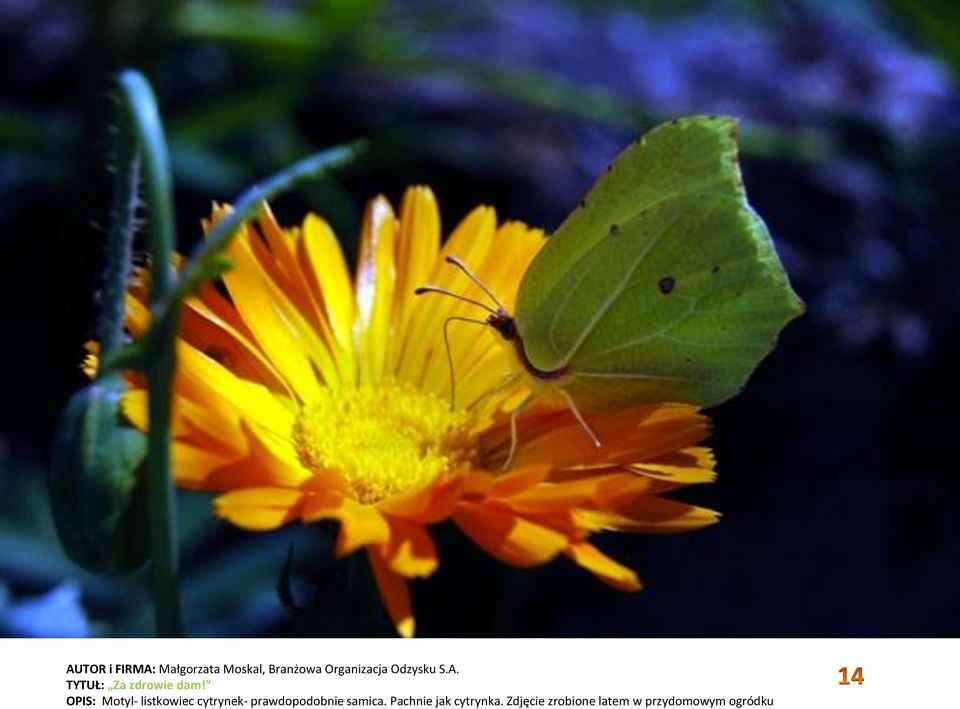 OPIS: Motyl- listkowiec cytrynek- prawdopodobnie