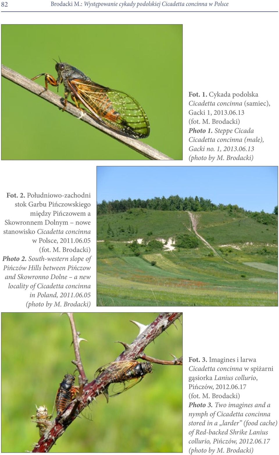 06.05 (fot. M. Brodacki) Photo 2. South-western slope of Pińczów Hills between Pińczow and Skowronno Dolne a new locality of Cicadetta concinna in Poland, 2011.06.05 (photo by M. Brodacki) Fot. 3.