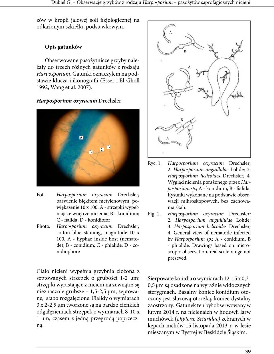 2007). Harposporium oxyracum Drechsler D C Fot. Harposporium oxyracum Drechsler; barwienie błękitem metylenowym, powiększenie 10 x 100.