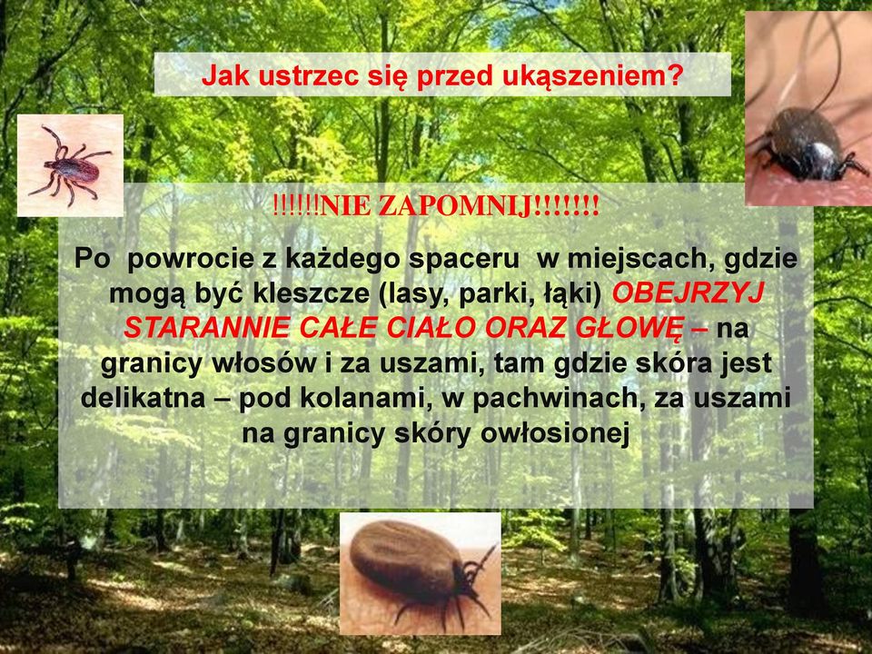 łąki) OBEJRZYJ STARANNIE CAŁE CIAŁO ORAZ GŁOWĘ na granicy włosów i za uszami, tam gdzie