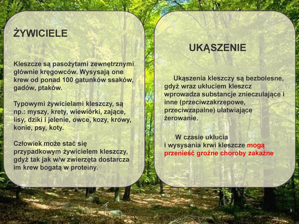 Człowiek może stać się przypadkowym żywicielem kleszczy, gdyż tak jak w/w zwierzęta dostarcza im krew bogatą w proteiny.