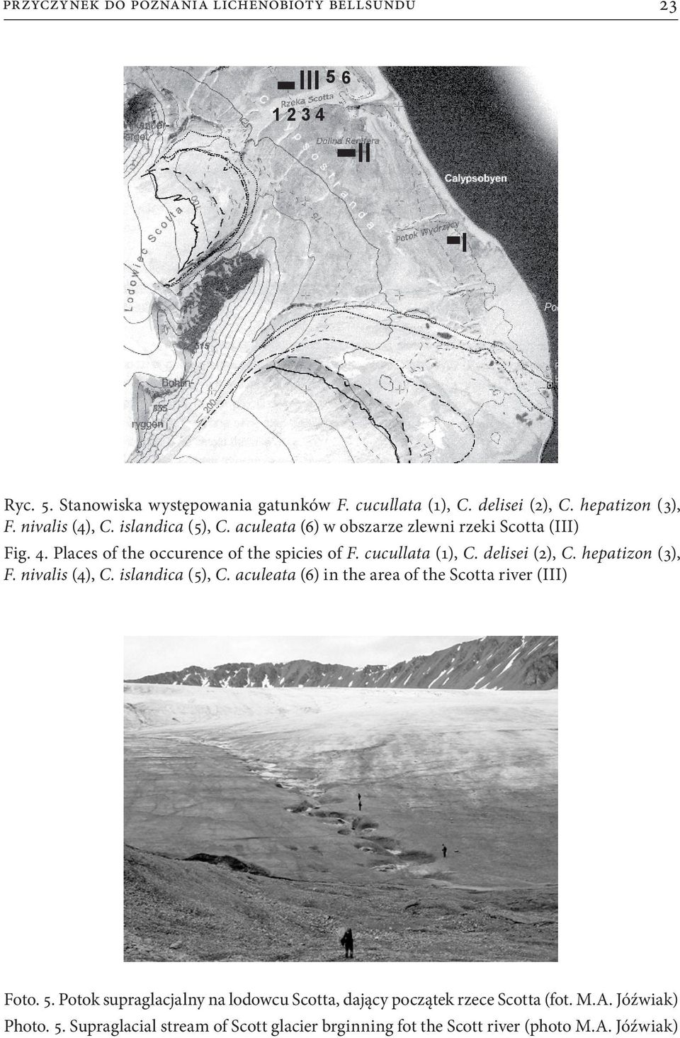 cucullata (1), C. delisei (2), C. hepatizon (3), F. nivalis (4), C. islandica (5), C. aculeata (6) in the area of the Scotta river (III) Foto. 5.