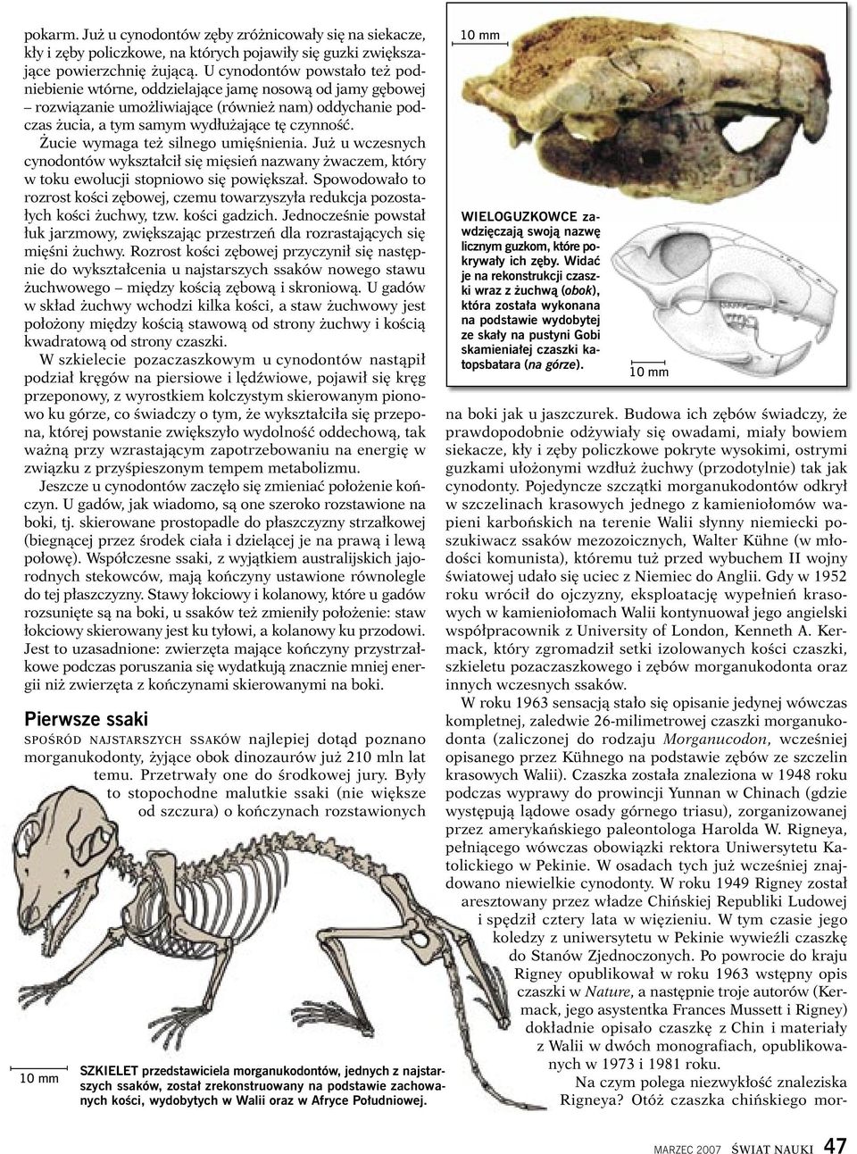 Żucie wymaga też silnego umięśnienia. Już u wczesnych cynodontów wykształcił się mięsień nazwany żwaczem, który w toku ewolucji stopniowo się powiększał.