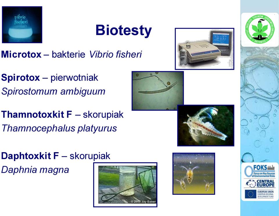 Thamnotoxkit F skorupiak Thamnocephalus