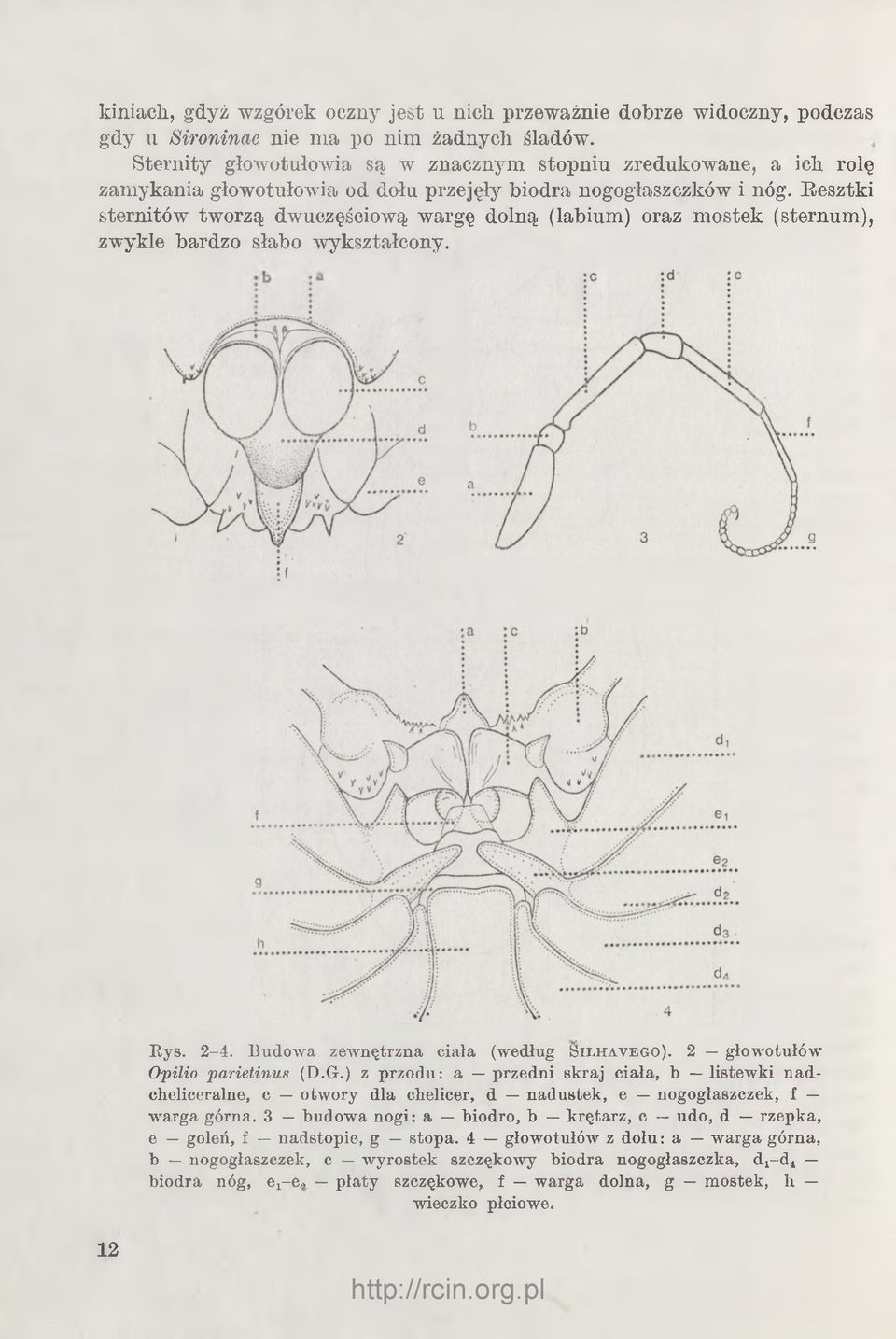 Eesztki sternitów tworzą dwuczęściową wargę dolną (labium) oraz mostek (sternum), zwykle bardzo słabo wykształcony. Rys. 2-4. Budowa zewnętrzna c ia ła (według S i l i i a v e g o ).