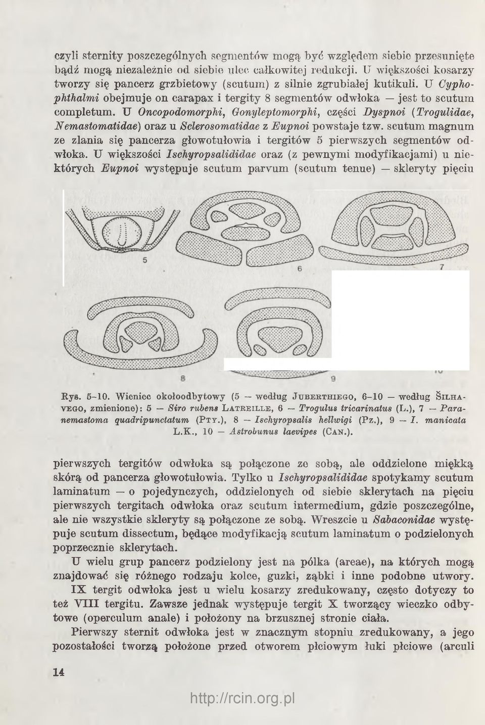 U Oncopodomorphi, Gonyleptomorphi, części Dyspnoi (Trogulidae, Nemastomatidae) oraz u Sclerosomatidae z Eupnoi powstaje tzw.