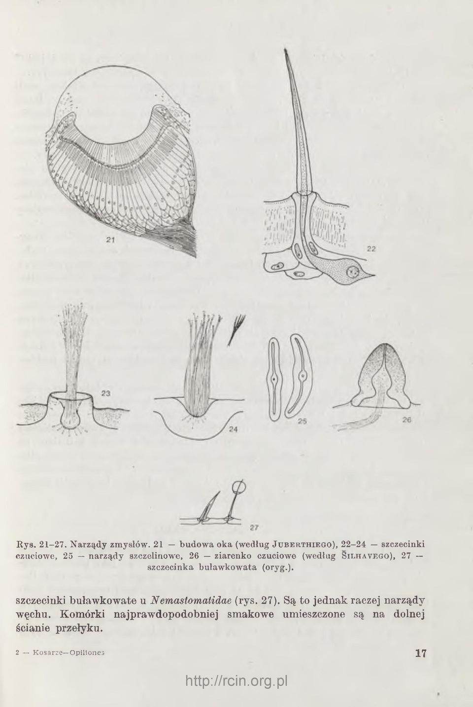 26 ziarenko czuciowe (według S i l h a v e g o ), 27 szczecinka buławkowata (oryg.). szczecinki buławkowate u Nemastomatidae (rys.