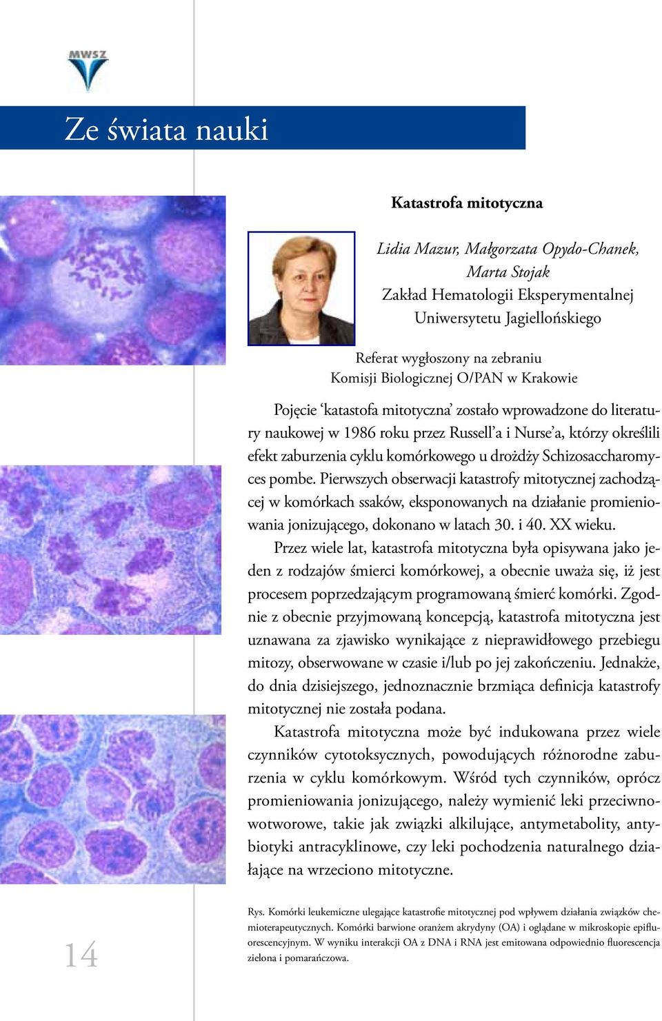 drożdży Schizosaccharomyces pombe. Pierwszych obserwacji katastrofy mitotycznej zachodzącej w komórkach ssaków, eksponowanych na działanie promieniowania jonizującego, dokonano w latach 30. i 40.