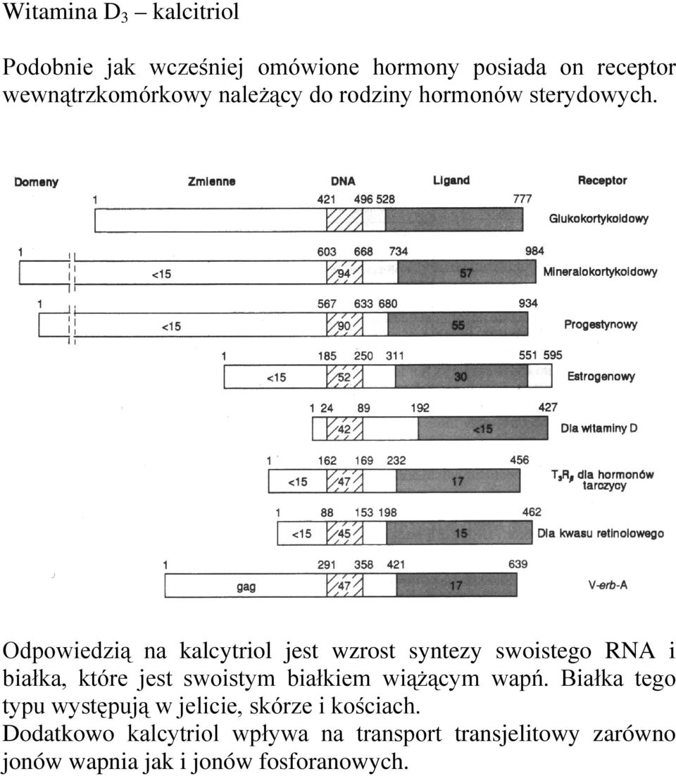 Odpowiedzią na kalcytriol jest wzrost syntezy swoistego RNA i białka, które jest swoistym białkiem