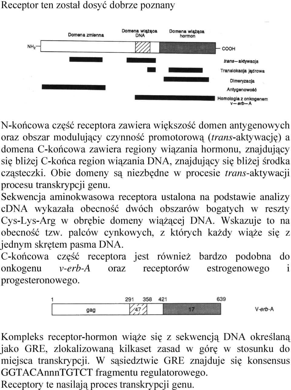 Sekwencja aminokwasowa receptora ustalona na podstawie analizy cdna wykazała obecność dwóch obszarów bogatych w reszty Cys-Lys-Arg w obrębie domeny wiążącej DNA. Wskazuje to na obecność tzw.