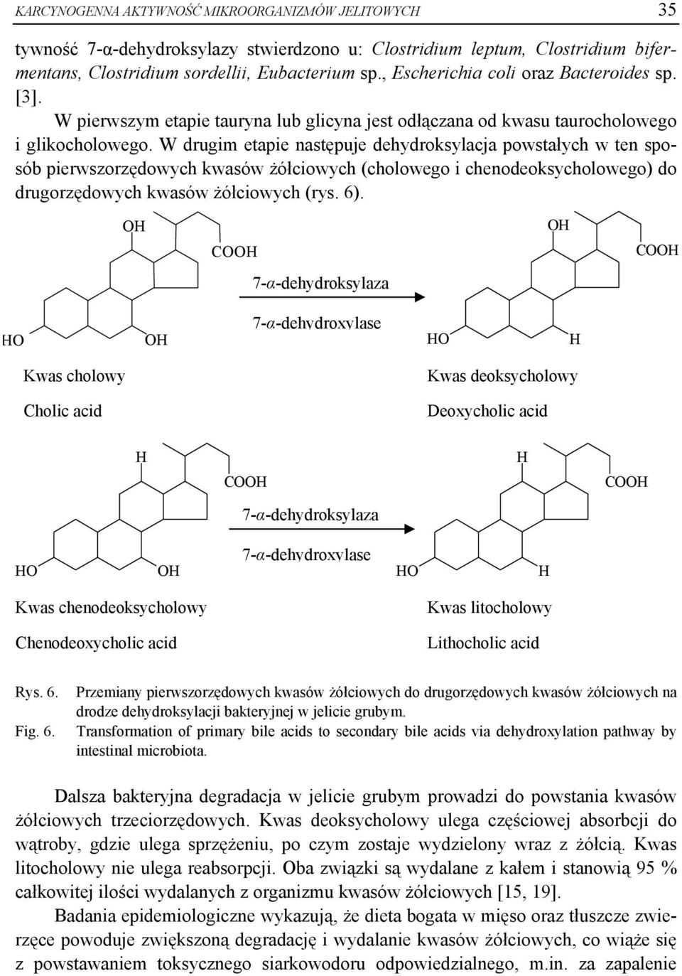 W drugim etapie następuje dehydroksylacja powstałych w ten sposób pierwszorzędowych kwasów żółciowych (cholowego i chenodeoksycholowego) do drugorzędowych kwasów żółciowych (rys. 6).