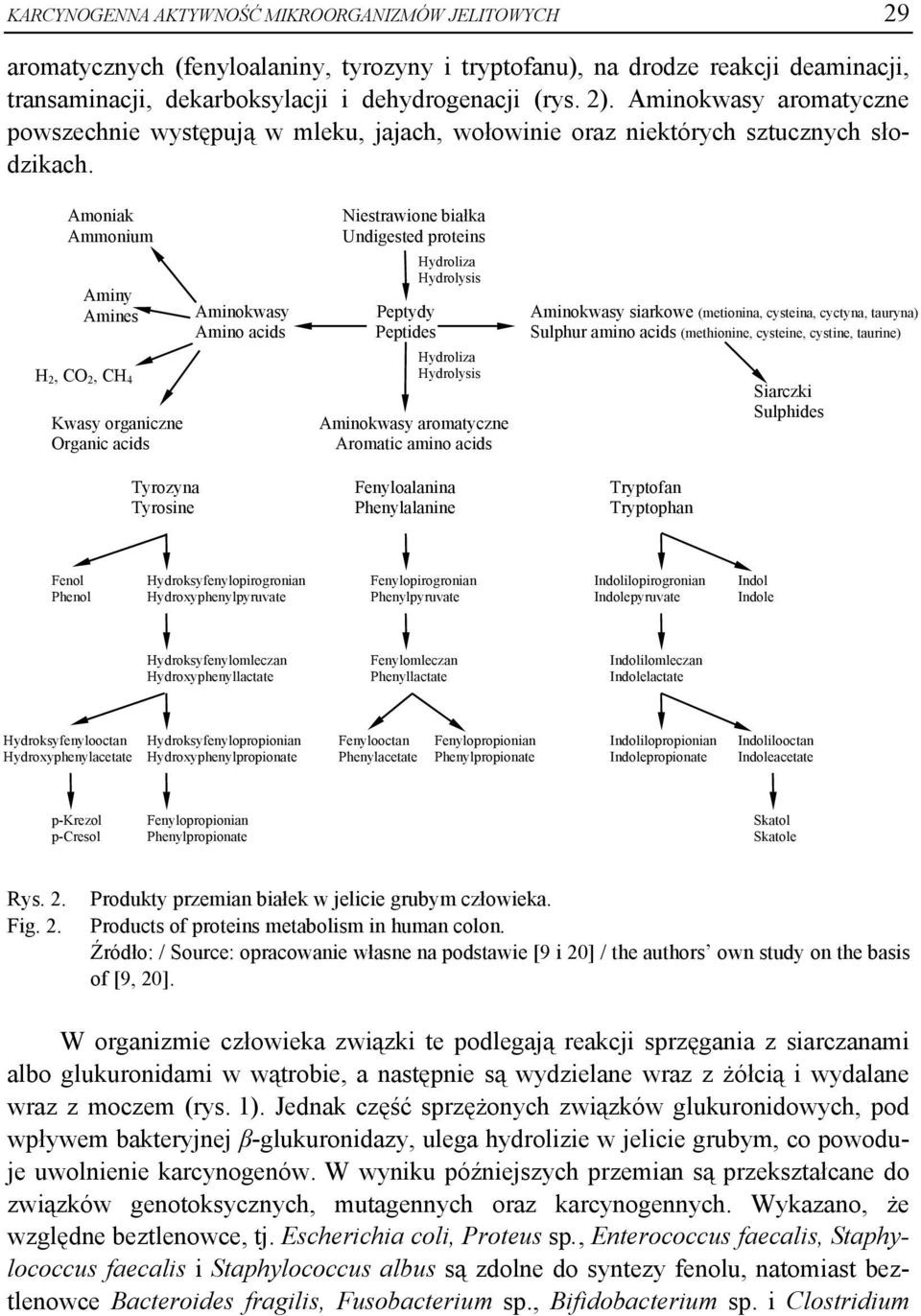 Amoniak Ammonium Aminy Amines H 2, CO 2, CH 4 Kwasy organiczne Organic acids Tyrozyna Tyrosine Aminokwasy Amino acids Niestrawione białka Undigested proteins Hydroliza Hydrolysis Peptydy Peptides