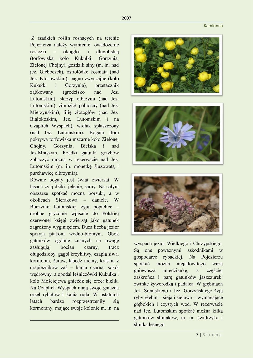 Lutomskim), zimoziół północny (nad Jez. Mierzyńskim), lilię złotogłów (nad Jez. Białokoskim, Jez. Lutomskim i na Czaplich Wyspach), widłak spłaszczony (nad Jez. Lutomskim).