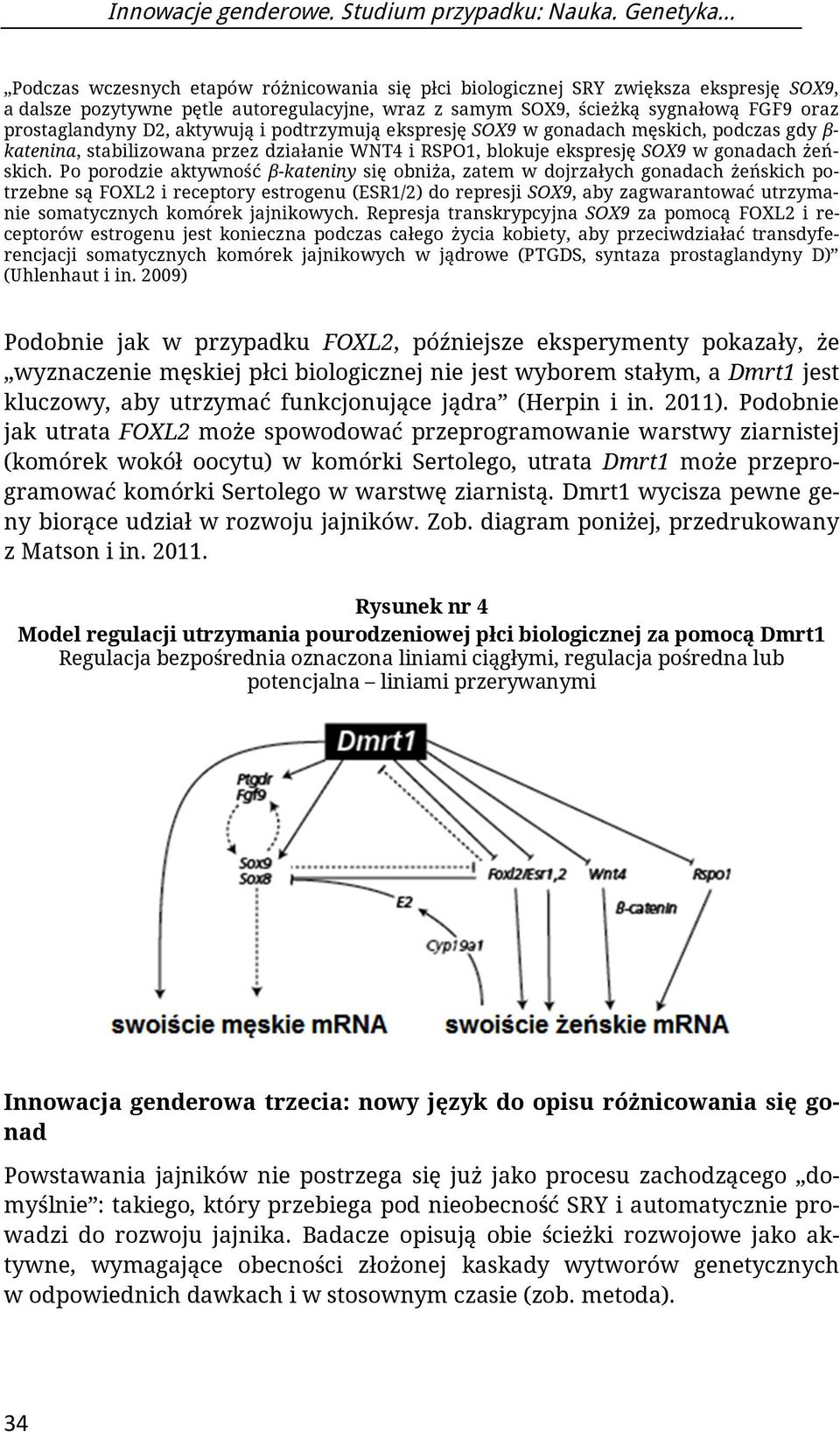 aktywują i podtrzymują ekspresję SOX9 w gonadach męskich, podczas gdy β- katenina, stabilizowana przez działanie WNT4 i RSPO1, blokuje ekspresję SOX9 w gonadach żeńskich.