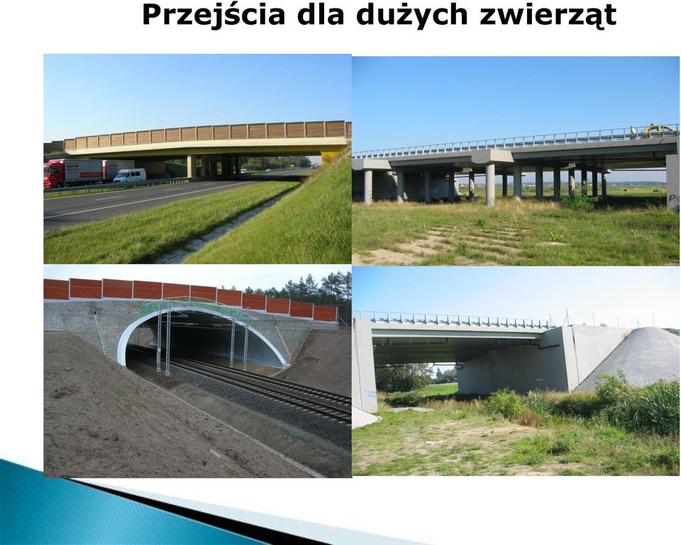 dużych