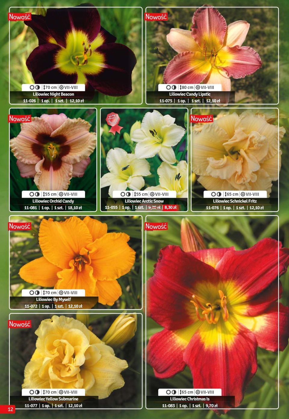 12,10 zł 55 cm VII-VIII 55 cm VII-VIII 65 cm VII-VIII Liliowiec Orchid Candy 11-081 1 op. 1 szt.