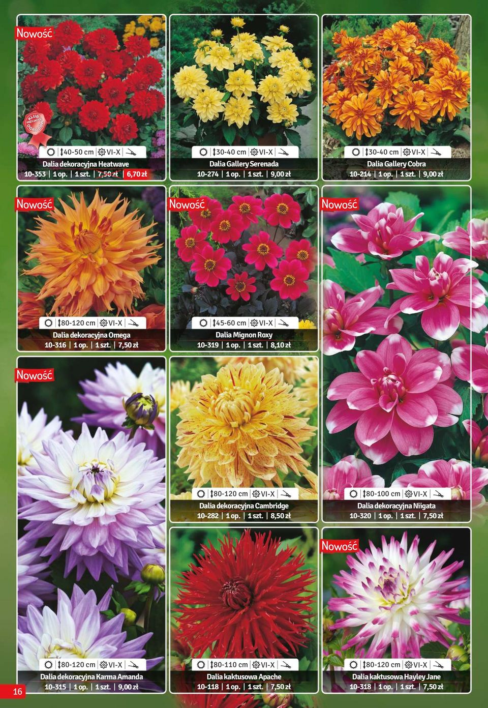 1 szt. 8,50 zł Dalia dekoracyjna Niigata 10-320 1 op. 1 szt. 7,50 zł 80-120 cm VI-X 80-110 cm VI-X 80-120 cm VI-X 16 Dalia dekoracyjna Karma Amanda 10-315 1 op. 1 szt. 9,00 zł Dalia kaktusowa Apache 10-118 1 op.