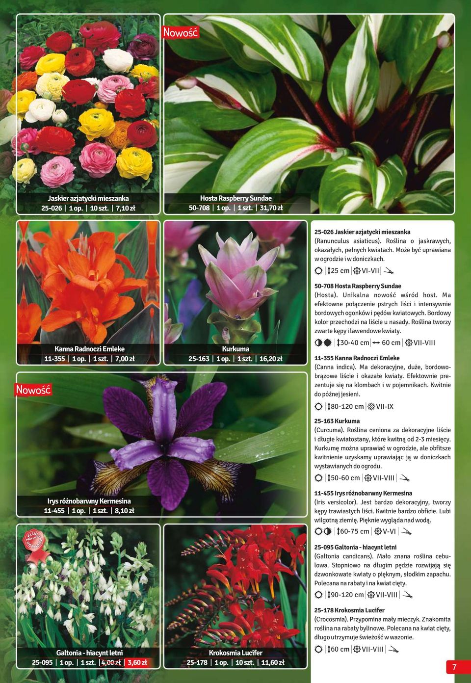 11,60 zł 25-026 Jaskier azjatycki mieszanka (Ranunculus asiaticus). Roślina o jaskrawych, okazałych, pełnych kwiatach. Może być uprawiana w ogrodzie i w doniczkach.