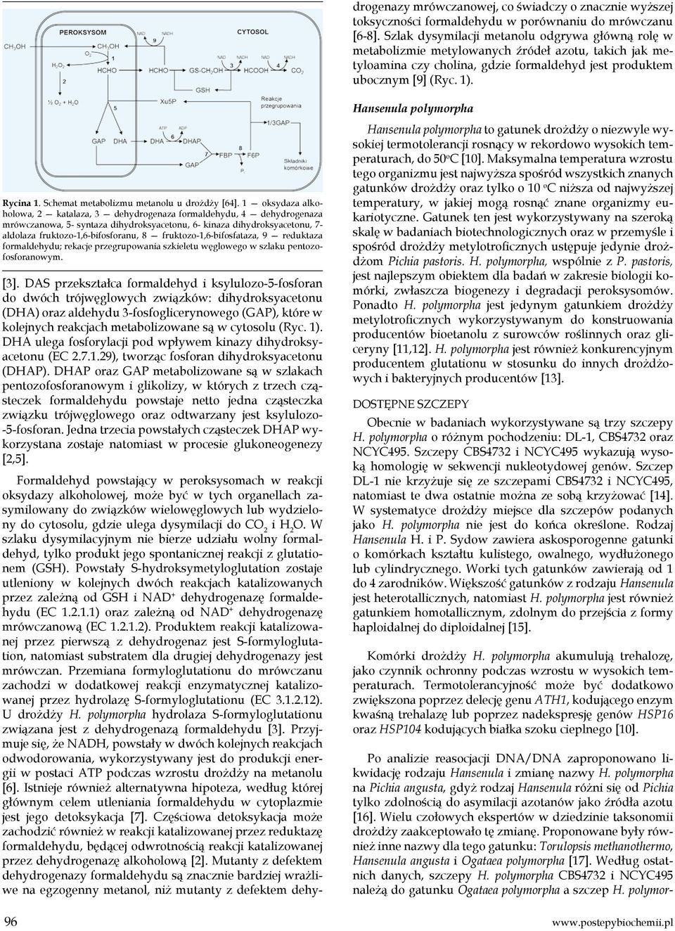 Powstały S-hydroksymetyloglutation zostaje utleniony w kolejnych dwóch reakcjach katalizowanych przez zależną od GSH i NAD + dehydrogenazę formaldehydu (EC 1.