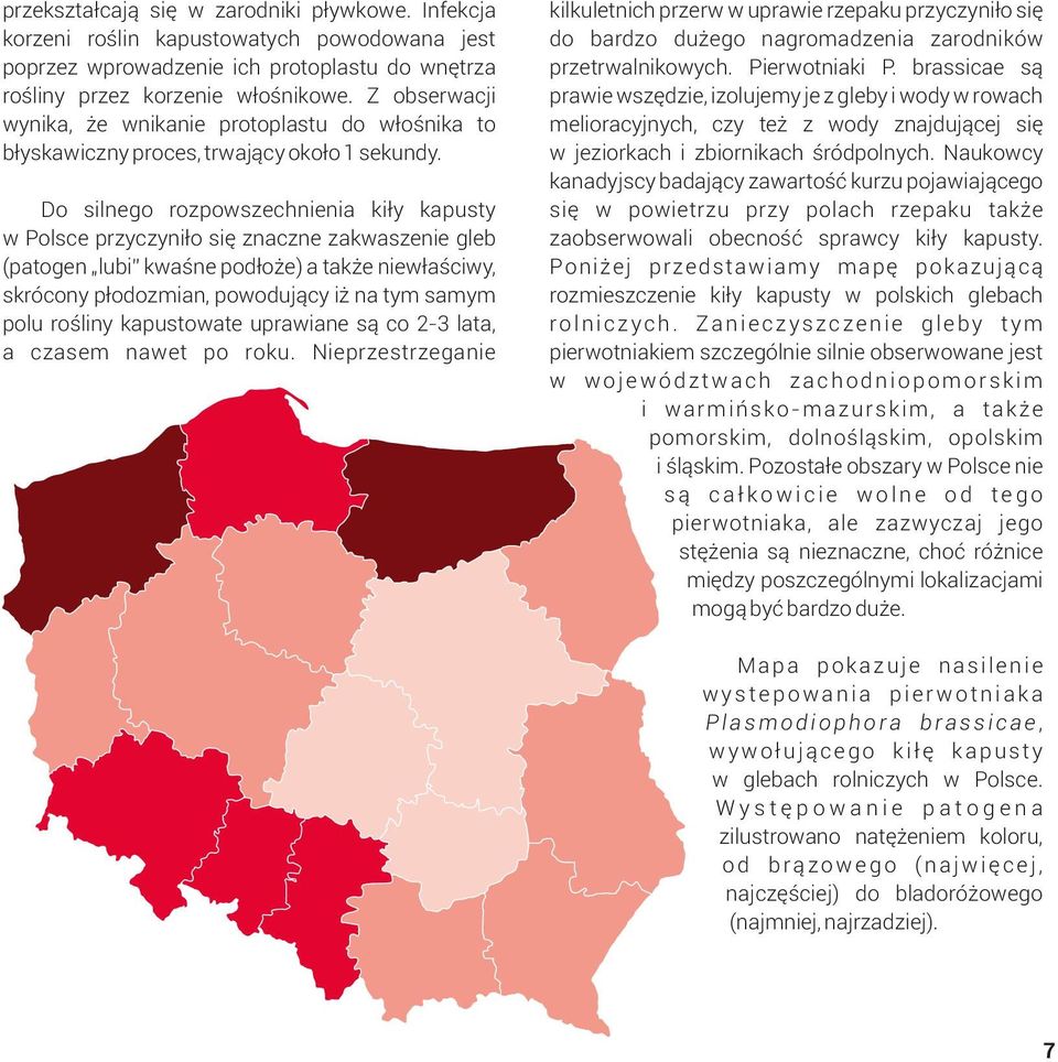 Do silnego rozpowszechnienia kiły kapusty w Polsce przyczyniło się znaczne zakwaszenie gleb (patogen lubi kwaśne podłoże) a także niewłaściwy, skrócony płodozmian, powodujący iż na tym samym polu