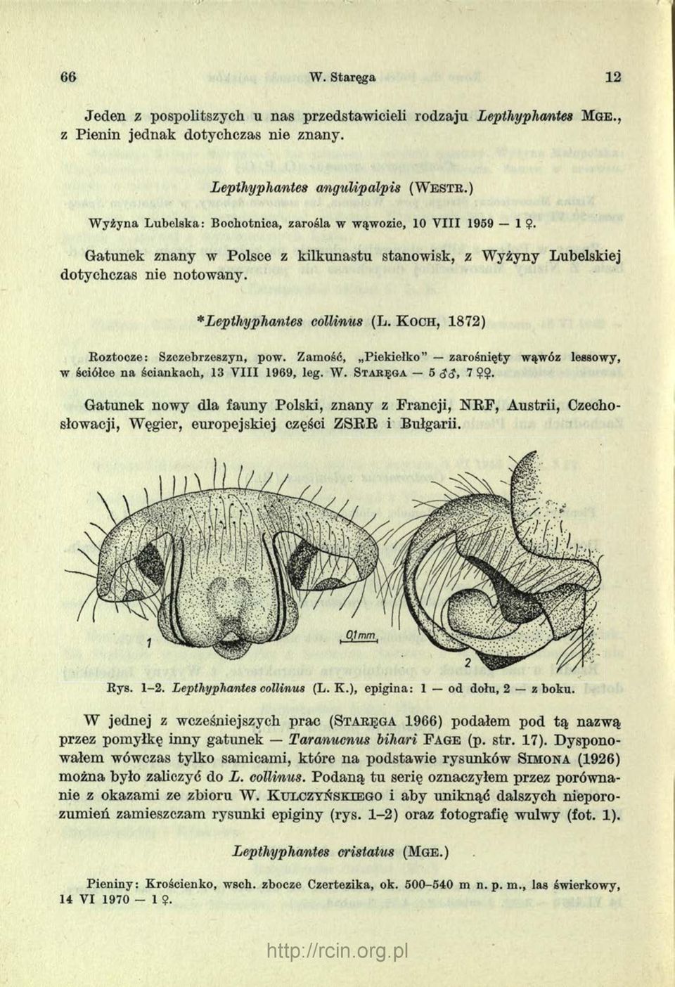 K o ch, 1872) Roztocze: Szczebrzeszyn, pow. Zamość, Piekiełko zarośnięty wąwóz lessowy, w ściółce na ściankach, 13 V III 1969, leg. W. S ta ręg a 5 <?e?, 7?<j>.