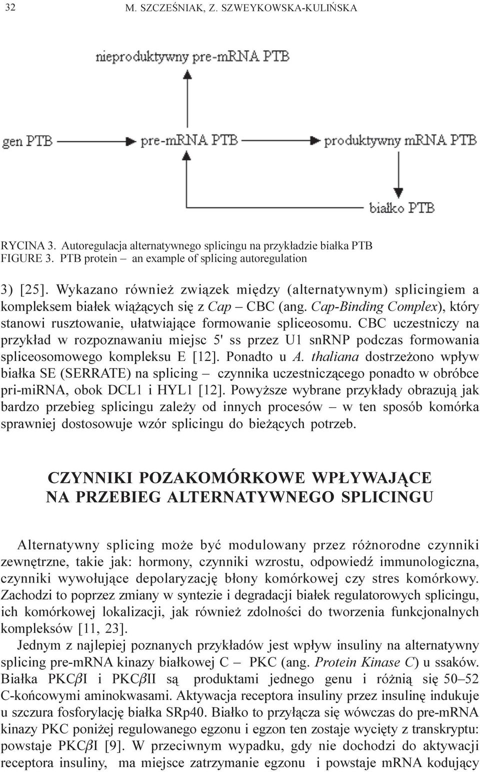 CBC uczestniczy na przyk³ad w rozpoznawaniu miejsc 5' ss przez U1 snrnp podczas formowania spliceosomowego kompleksu E [12]. Ponadto u A.