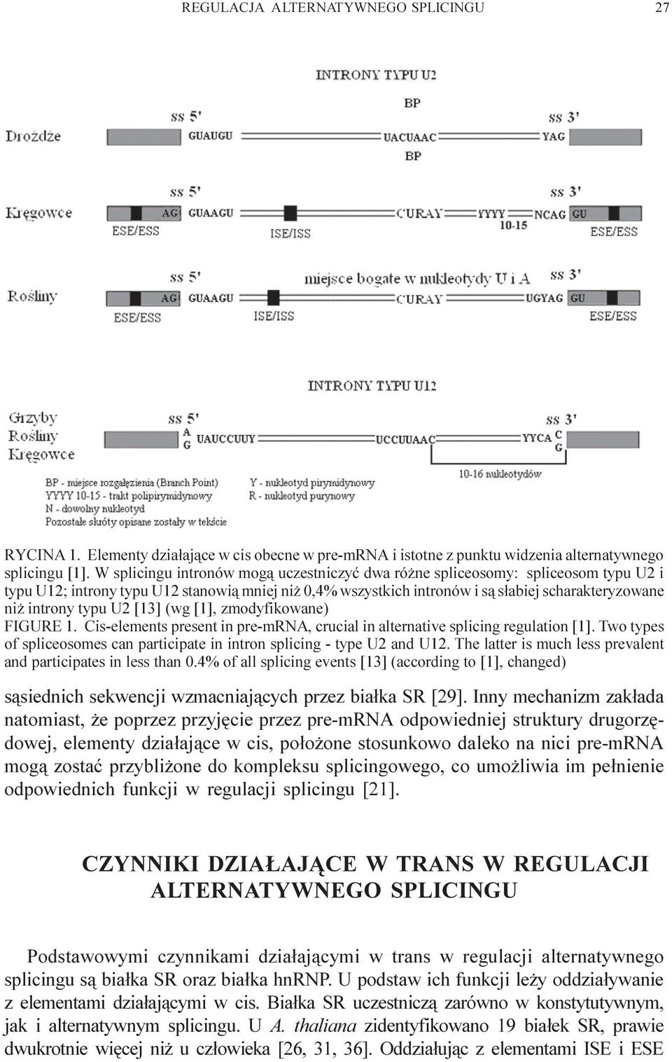 U2 [13] (wg [1], zmodyfikowane) FIGURE 1. Cis-elements present in pre-mrna, crucial in alternative splicing regulation [1].